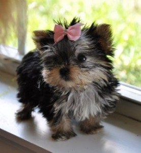 Adorable yorkies ready for a new homes