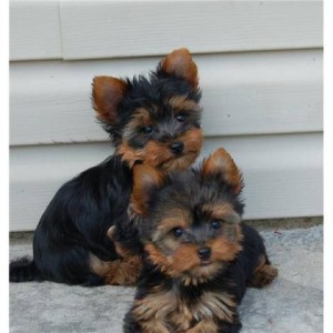 Cute Yorkie for Adoption