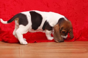 ADORABLE AND WELL HOME RAISED MALE AND FEMALE BASSET HOUND PUPPIES FOR ADOPTION