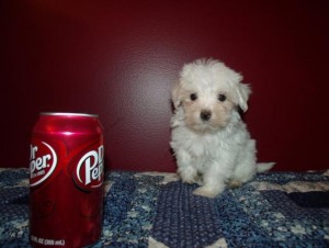 Adorable Maltese Puppies for Sale - Males and Females