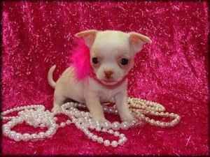 Tiny tea cup chihuahua puppies for free adoption