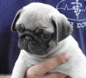 Adorable female pug Puppies for Sale