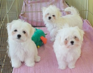 Adorable Maltese puppies