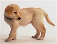 Golden Retriever puppies for adoption