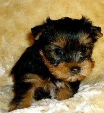 **GiveAway**Yorkshire Terrier Teacup puppies