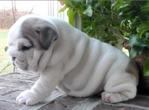 Affectionate Cute English Bulldog puppies for Adoption