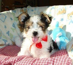 New teacup yorkie puppies of smallest world ! must see website ~