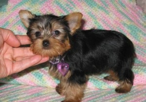 Male And Female Teacup Yorkie for Re-Homing