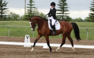 Cute and Adorable Warmblood Gelding Horse for sale