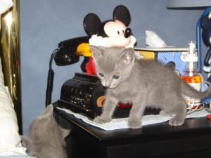 Russian Blue Kittens -12 Weeks Old