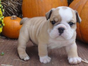 Rehoming English Bulldog