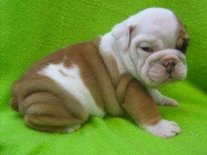 Adorable English Bulldog For Adoption