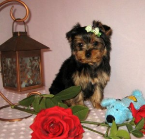 magnificent male and female yorkie pups for adoption