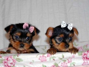 TWO TEACUP YORKIE PUPPIES FOR FREE REHOMING TO ANY CARING HOME