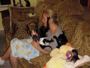 capuchin monkey for sale