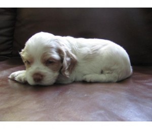 Fox terrier puppy.