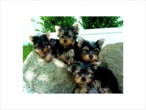 healthy akc registered yorkies puppies available