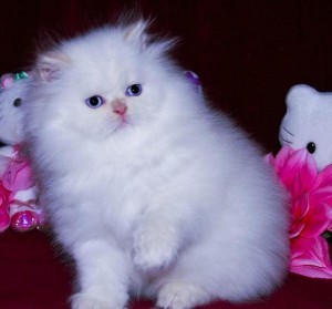 Persian Kitten Available