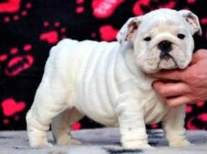 Registered English Bulldog Puppies Ready Now