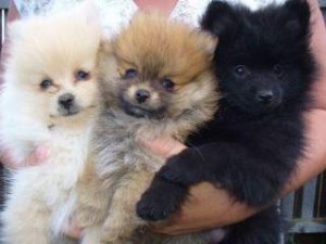 AKC Teacup Pomeranian Puppies For Adoption