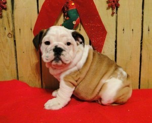 Gorgeous Male and Female English bulldog puppies for a good home http://jwalcot.jimdo.com/