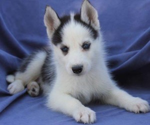 Gorgeous Male and Female Siberian Husky Puppies for Adoption.