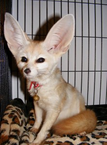 ADORABLE FENNEC FOXES FOR RE-HOMING