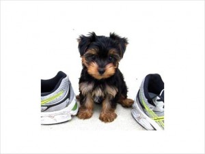 Teacup Female Yorkie - ACA Registered - 11 weeks old