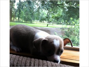 CKC Registered Chihuahua Puppies