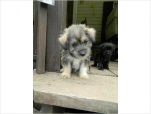 Beautiful Miniature Schnauzer Mix Puppies!