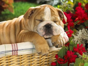 cute and adorable English Bulldog puppy for adoption.