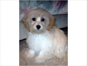 Male Malti-Poo Puppy