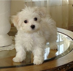 Adorable Male and Female Maltese Puppies For Adoption Into Good Homes Only