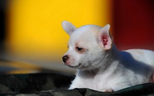 Well Trained Chihuahua Puppies Available