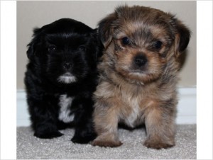 ADORABLE Teeny Tiny Designer Breed Shorkie Pups 2 boys CKC