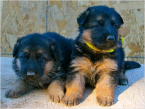 AKC german shepherd pups, World Champion lines