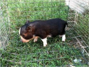 Tiny Little Piglets!!!!