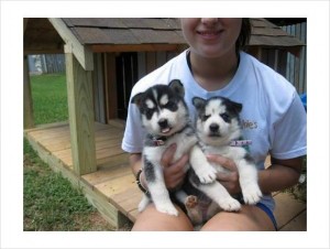 Charming Siberian Husky Puppies for Adooption