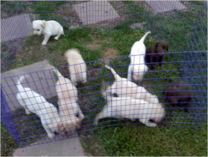 AKC Lab Puppies 6 weeks old