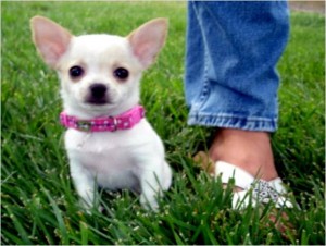 eacup and standard chihuahuas