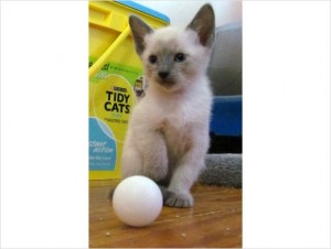 Male BLUE Point Siamese kitten