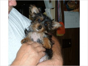 Candy~Adoreable T-Cup Yorkie AKC papers