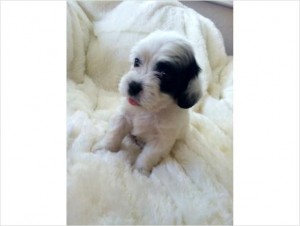 Tiny Toy Shih-Poo Puppies