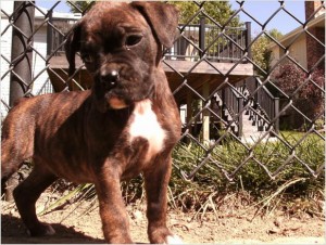 Boxer Puppies