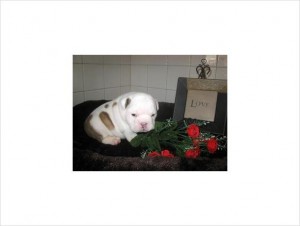 Ozzie English Bulldog