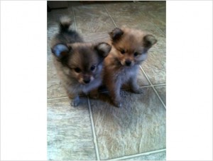 Tiny CKC Reg PomChi Puppy Pomeranian/ Longhaired Chihuahua Mix