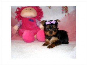 Micro tiny yorkie female Yorkie