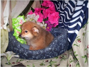 Female Pomeranian Puppy