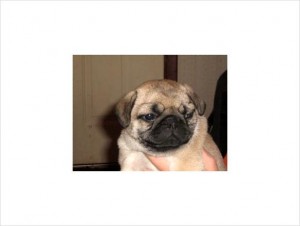 Male and Female Pug Puppies Available Now..