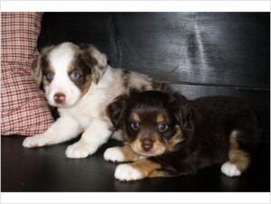 Toy Australian Shepherd Puppies